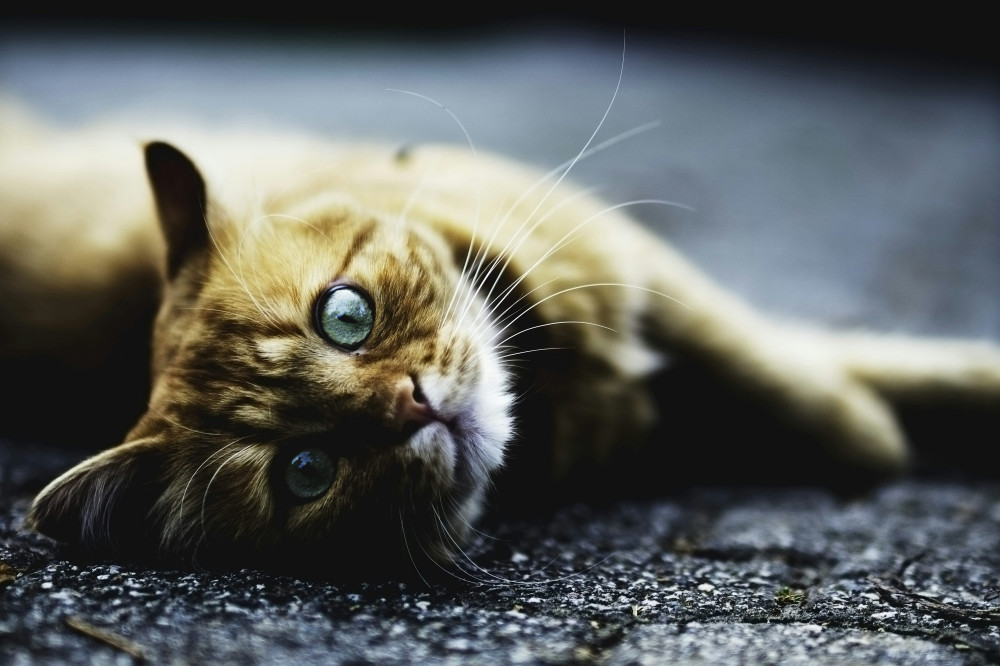 vetdepot Discount Code - Latest coupons for September 2024